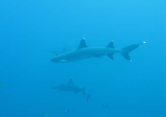 акулы под водой